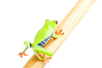 Naklejka premium frog macro - a red-eyed tree frog (Agalychnis callidryas)