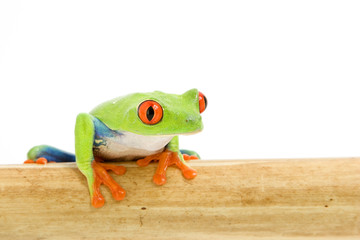 frog macro - a red-eyed tree frog (Agalychnis callidryas)