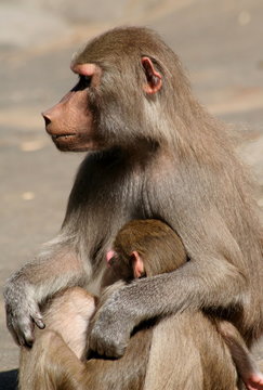 Affe