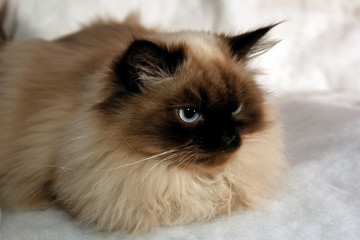 distinguished blue eyed seal point male himalayan cat - obrazy, fototapety, plakaty