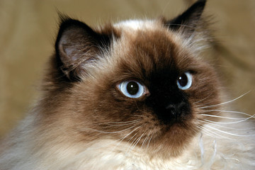 pretty blue eyed male himalayan cat looking off to the side - obrazy, fototapety, plakaty