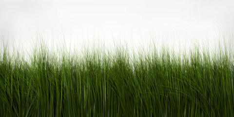Fototapeta premium grass