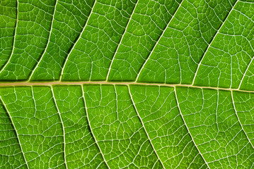 Leaf detail.