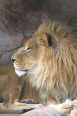 Fototapeta na wymiar Lion Portrait