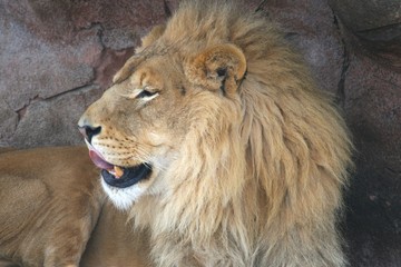 Close Up Lion