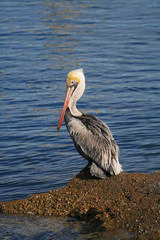 Perched Pelican