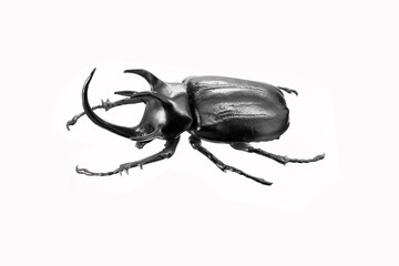beetle by silver