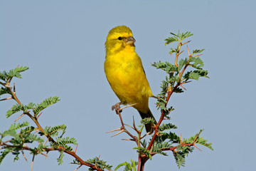 Yellow canary (Serinus mozambicus), South Africa