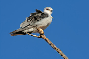 Black-shouldered kite (Elanus caeruleus) 