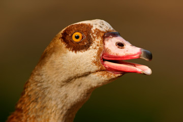 Fototapeta premium Egyptian goose (Alopochen aegyptiacus)