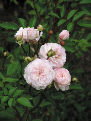 Blossoming rose in years to a garden