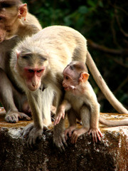 Monkeying Family