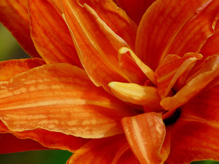 Obraz premium Red lily in a garden, Pestles and stamens, love