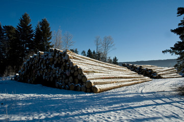 stockage des troncs d'arbre - scierie