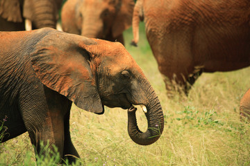 Fototapeta na wymiar Młody słoń z resztą stada Afryce Kenii.