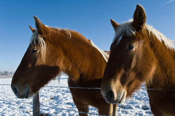 Rencontre avec des chevaux - Race Francomptoise