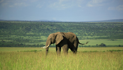 Fototapeta premium Elephant in the Masai Mara Kenya Africa.