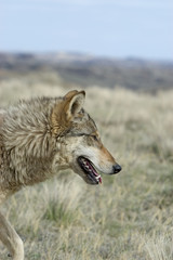 Telephoto shot of a wolf prowling in North Dakota Badlands