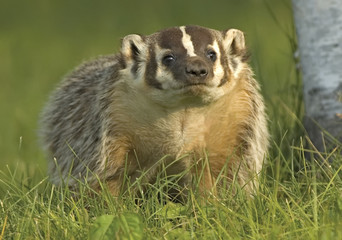 Telephoto shot of a badger in a Northern Minnesota wood