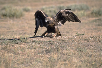 Golden eagle on prey