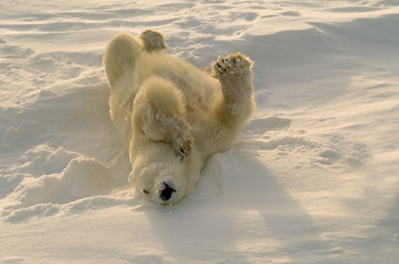polar bear scratching his back by rolling in the snow. 
