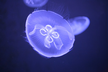 Obraz premium Meduse