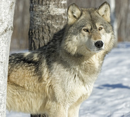 Gray wolf in winter forest. Photographed in Northern Minnesota