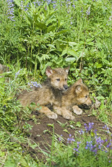 Obraz na płótnie Canvas Gray wolf cubs at their den site. Photographed in Montana