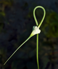 Flower-piece of garlic