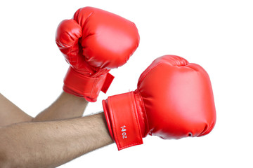 Boxer against white background