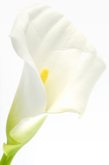Calla flower  over white background 