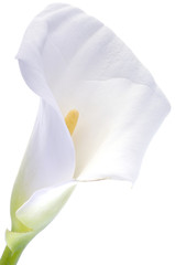 Zantedeschia aethiopica or calla lily