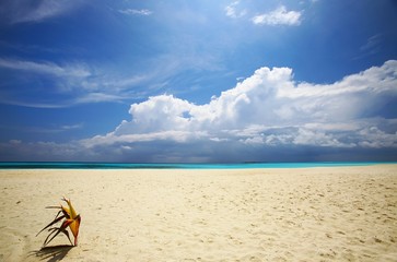 Fototapeta na wymiar Tropikalna plaża na wyspie na Oceanie Indyjskim