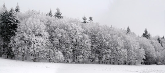Panoramic view of snowy forest