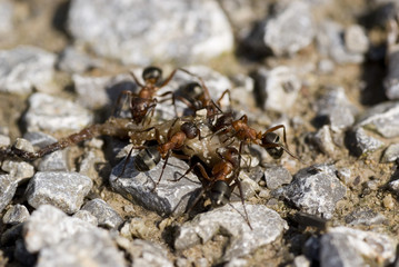 Waldameisen beim zerlegen ihrer Beute