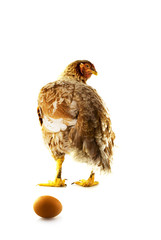 big brown chicken with egg behind