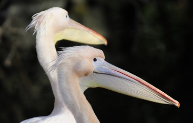 Zwei neugierige Pelikane