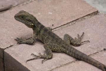 young water lizard