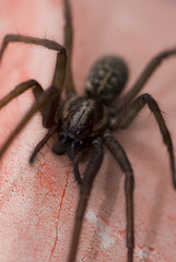 Nahaufnahme einer Haus- und Winkelspinne