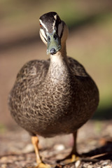 Inquisitive duck.