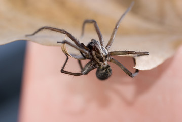 Nahaufnahme einer Haus- und Winkelspinne