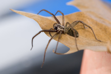 Nahaufnahme einer Haus- und Winkelspinne