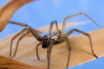 Nahaufnahme einer Haus- und Winkelspinne