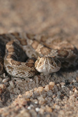 A small juvenile prairie rattlesnake on an old gravel farm road.