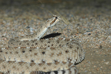 An image of a sidewinder rattlesnake taken at night 