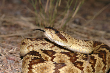 A beautiful close image of a black-tailed rattlesnake 