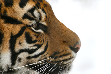 Tiger Profile