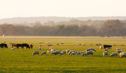 Zelfklevend Fotobehang Sheep and cattle at sunrise © Crashoran