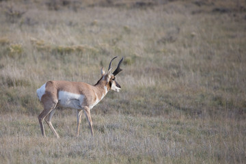 Pronghorn