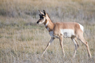 Pronghorn